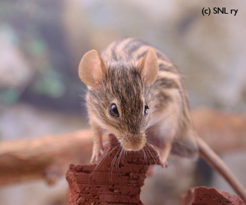 Zebra mouse