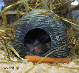 Nesting mice