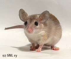 Young spiny mouse