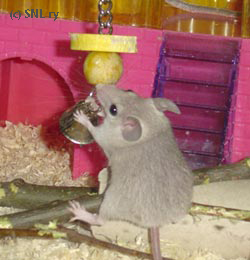 Spiny mouse at play
