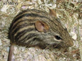 Zebra mouse