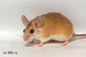 Agouti spiny mouse Vilma